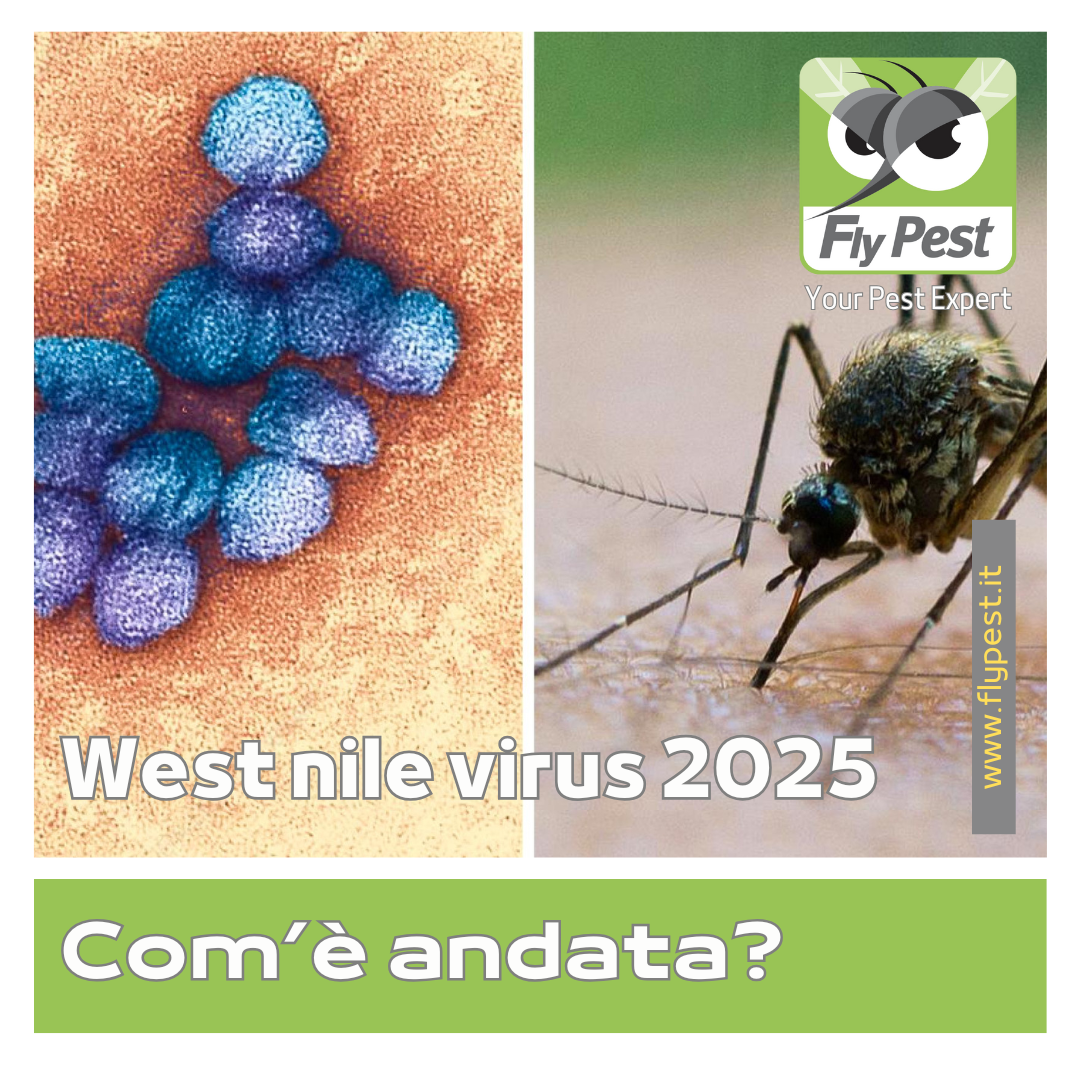 Locandina West nile virus, si vede un'immagine con a sinistra il virus visto al microscopio, sulla destra una zanzara che succhia
