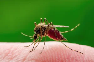 zanzara che trasmette il west nile virus appoggiata su della pelle umana