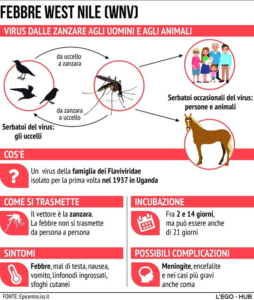 Febbre West Nile, schema esplicativo di trasmissione animale uomo