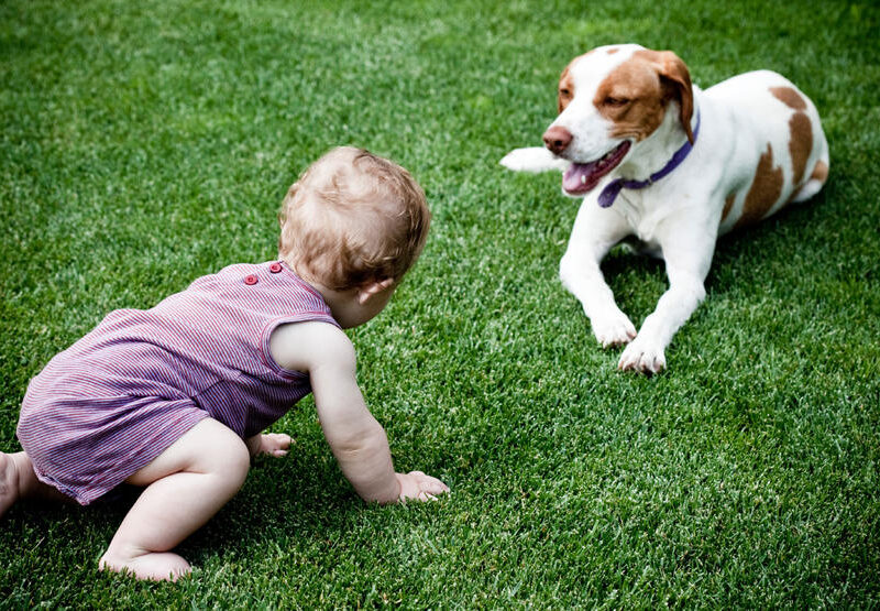 Bambino che gioca su un prato con il suo cane, il bambinno è a braccia e gambe svestite